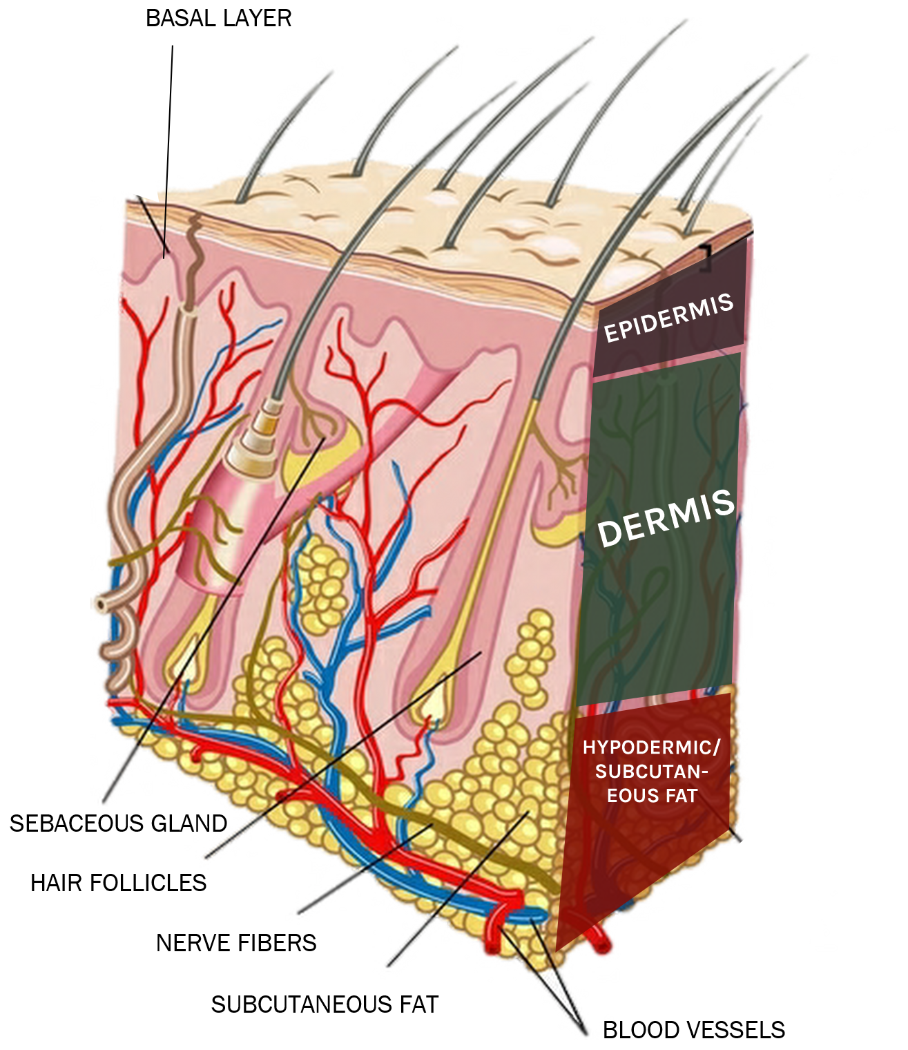 Aging…. or A Lift for Your Lifestyle 1 skin-model-layers